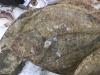 Nos poissons turbot Circé Poissonnerie